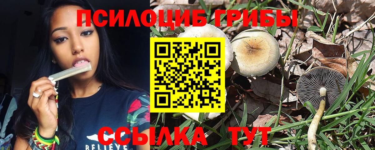 Псилоцибиновые грибы Cubensis Губаха